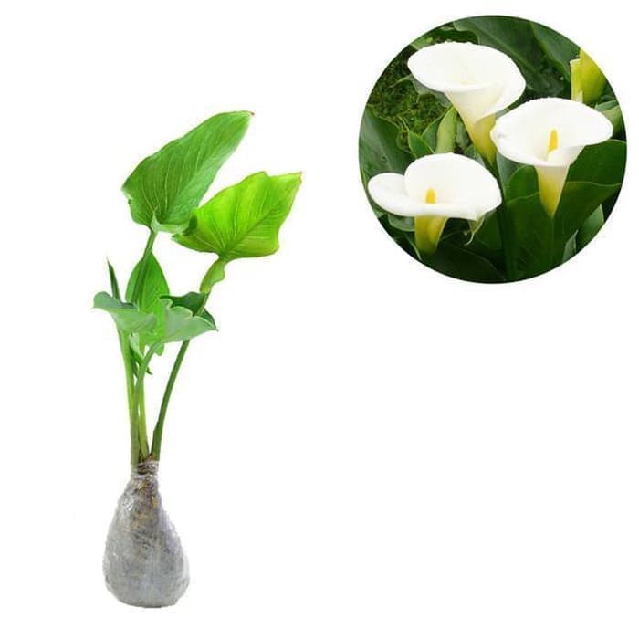 Tanaman Hias Calla Lily