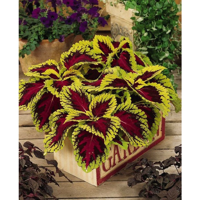 FLORA | Tanaman Hias Miana Tanaman Hias Murah Miana Langka Bunga Miana Premium Bunga Hidup Murah