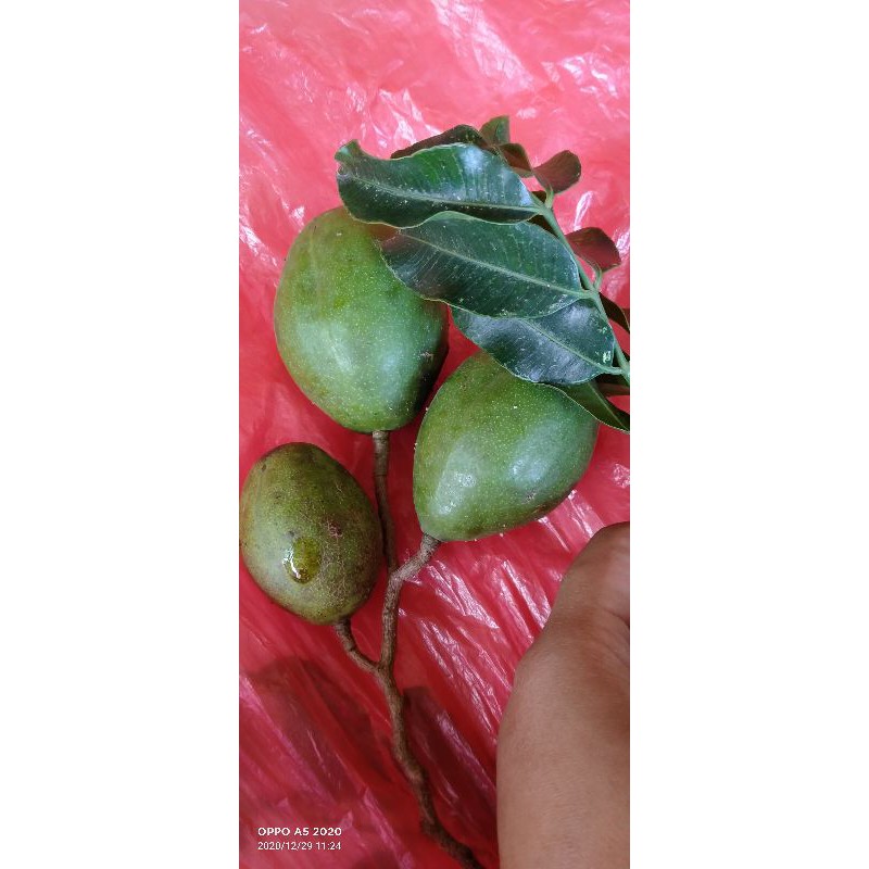 

Buah #Kedongdong buat rujak kedondong harga per 1kg