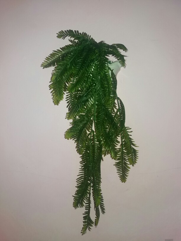 Bunga/tanaman Longfern Juntai+potgantung