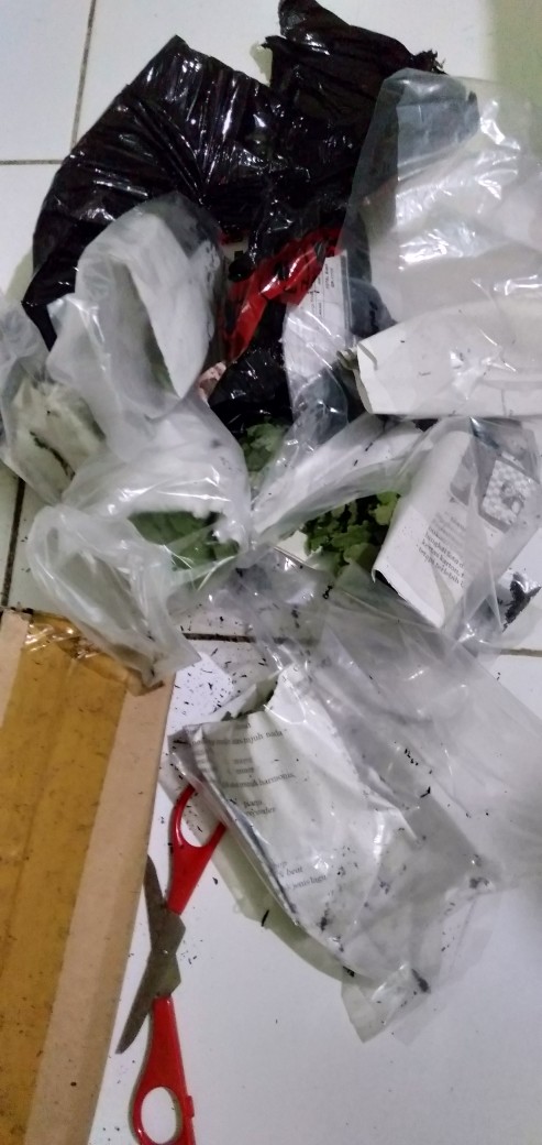 Tanaman Hias Bibit Bunga Krisan Paket 65 Pcs