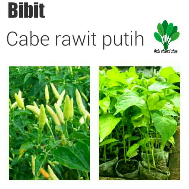 Bibit cabe rawit putih