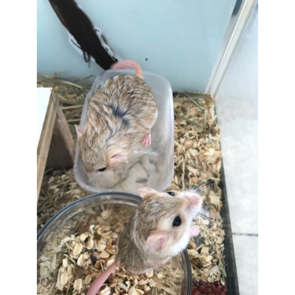 gerbil fat tail Jantan dan betina umur 3 bulan