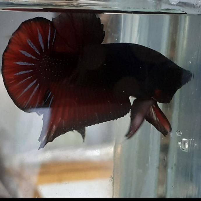 DISKON ikan cupang black vampire