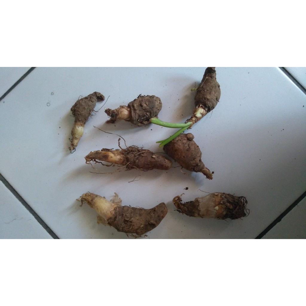 Grade B Umbi Bibit Bunga Sedap Malam Kering Siap Tanam