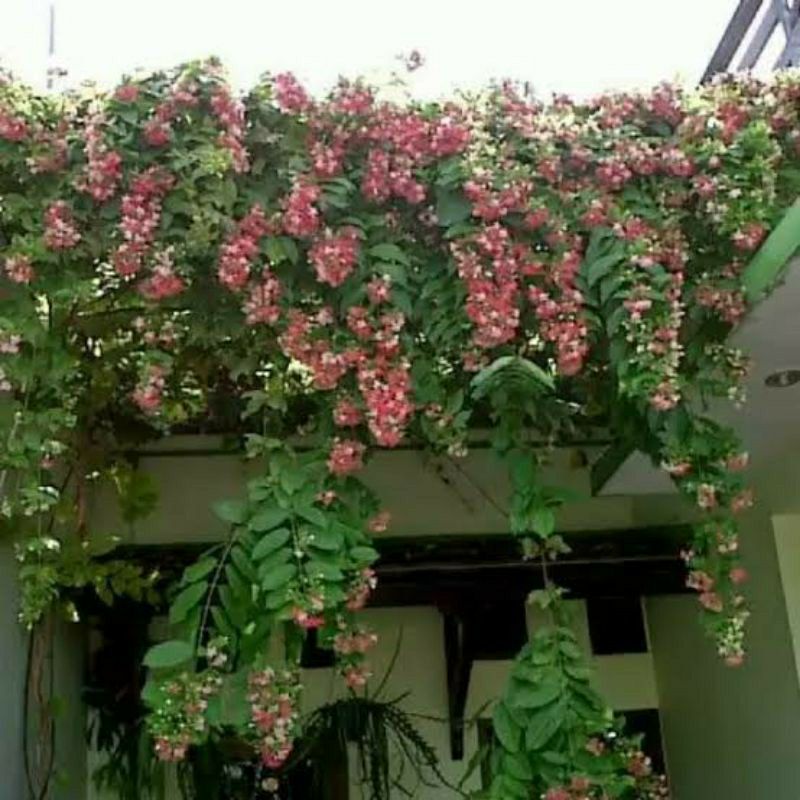 Bibit Bunga Melati Belanda Tumpuk Merambat Harum