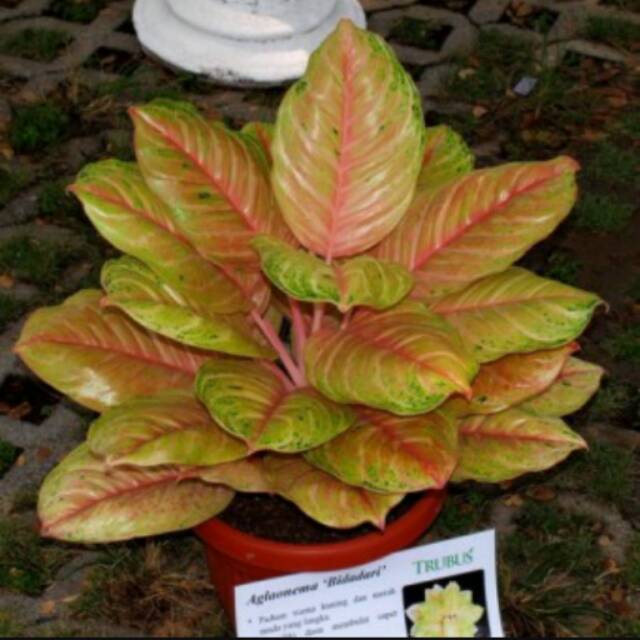 Bibit Bunga Aglonema Bidadari