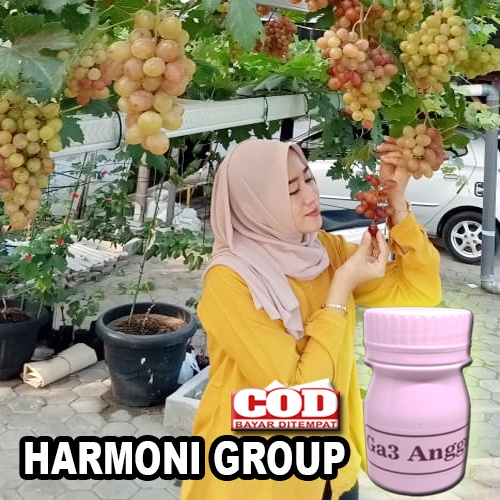 HORMON SEHAT ALAMI | CAIRAN GA3 untuk ANGGUR