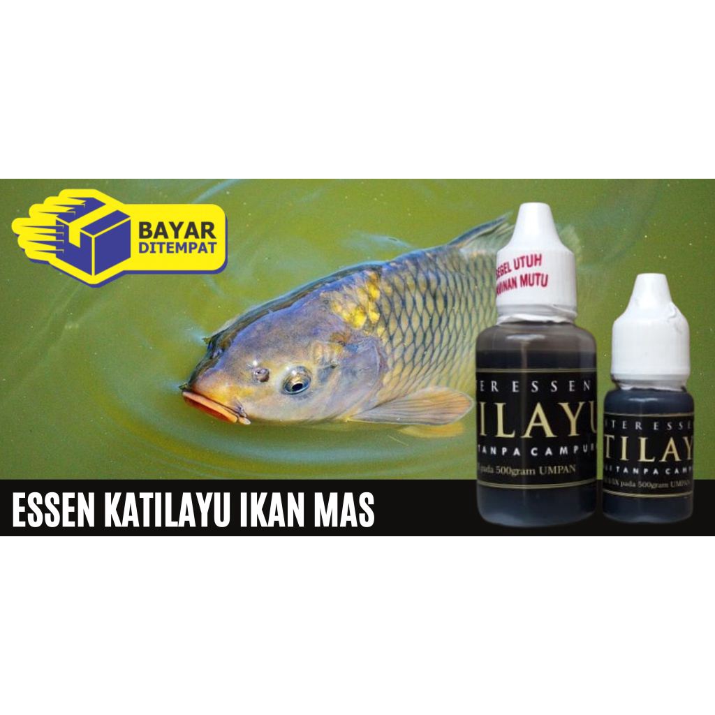 Master Essen Katilayu Ikan Mas