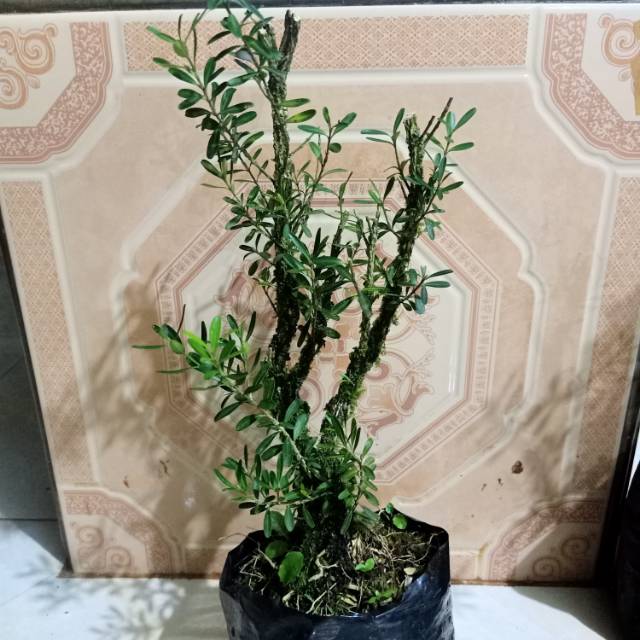 Bahan bonsai boxus