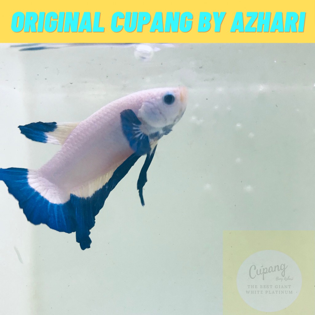 LIMITED STOCK Blue Rim Butterfly Thailand Size M