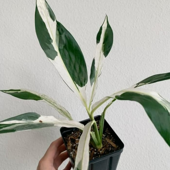 jual tanaman sepatu film varigata - peach lily white