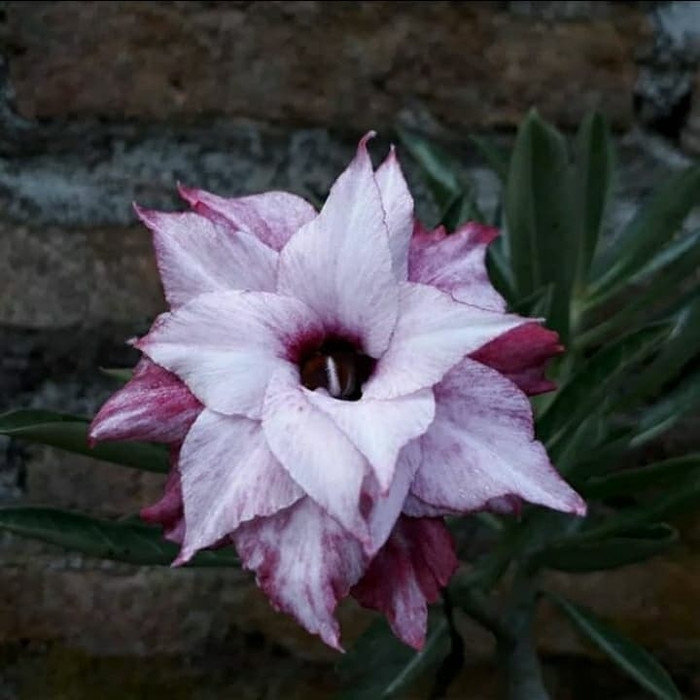 

Bibit bunga kamboja adenium yuhe