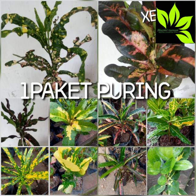 

Paket hemat puring