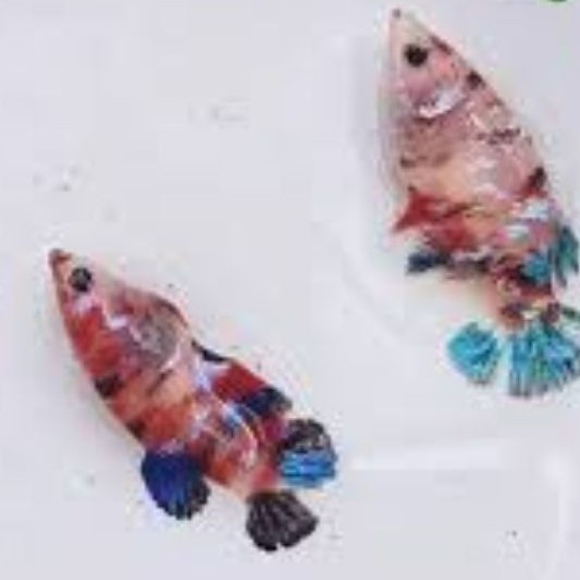 Full telur cupang plakat betina