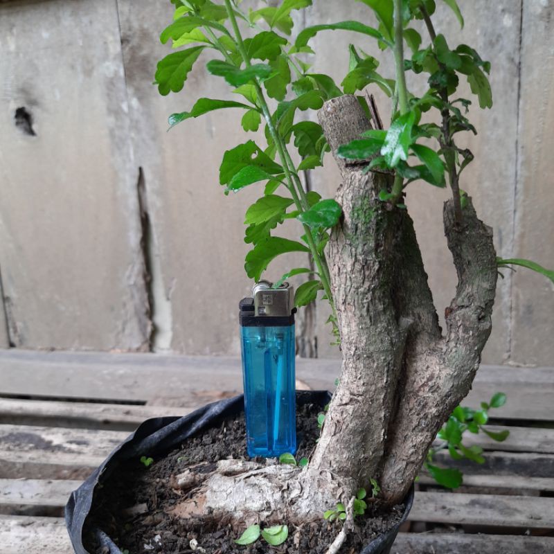 Bahan bonsai Hokianti hokiantea lokal Triple kill