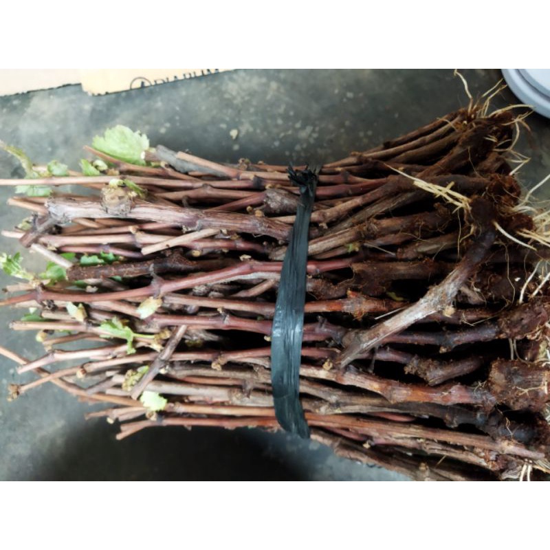 cutting anggur Alfonso/red master/issabella berkalus/fresh 1batang
