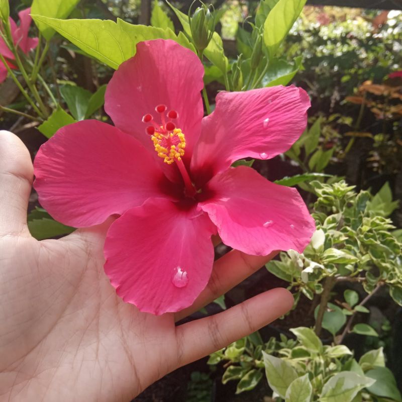 tanaman hias bunga sepatu pink tua selapis  jumbo hibiscus