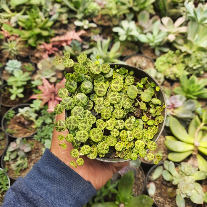 string of turtle rimbun