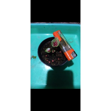 Caladium Dwi Warna