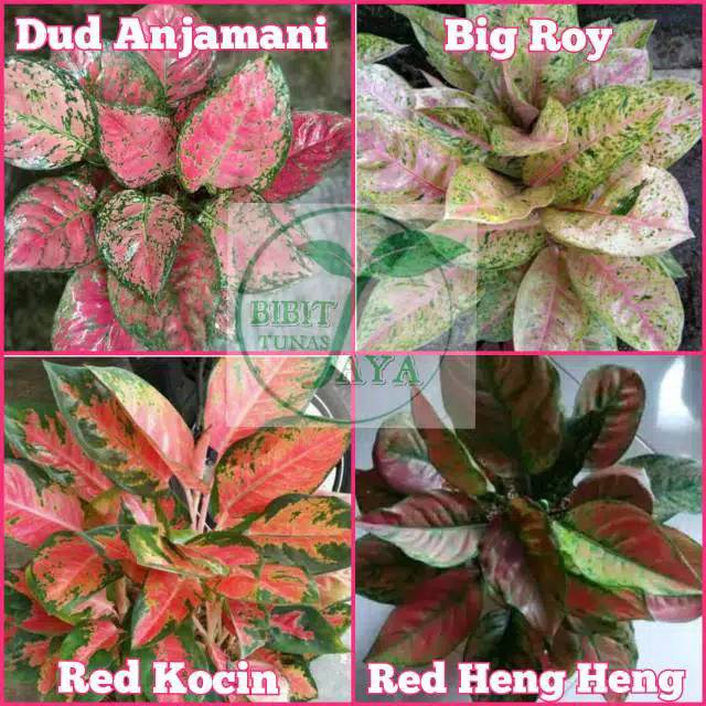 Paket 4 bibit tanaman bunga hias aglaonema