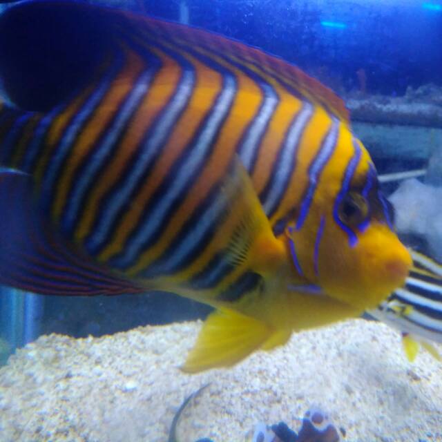 Regal Angelfish Peacock Angelfish Doreng Padang Shopee Indonesia