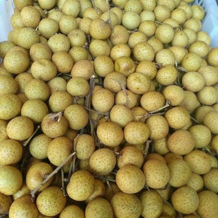 

PASAR ONLINE MURAH - BUAH KELENGKENG