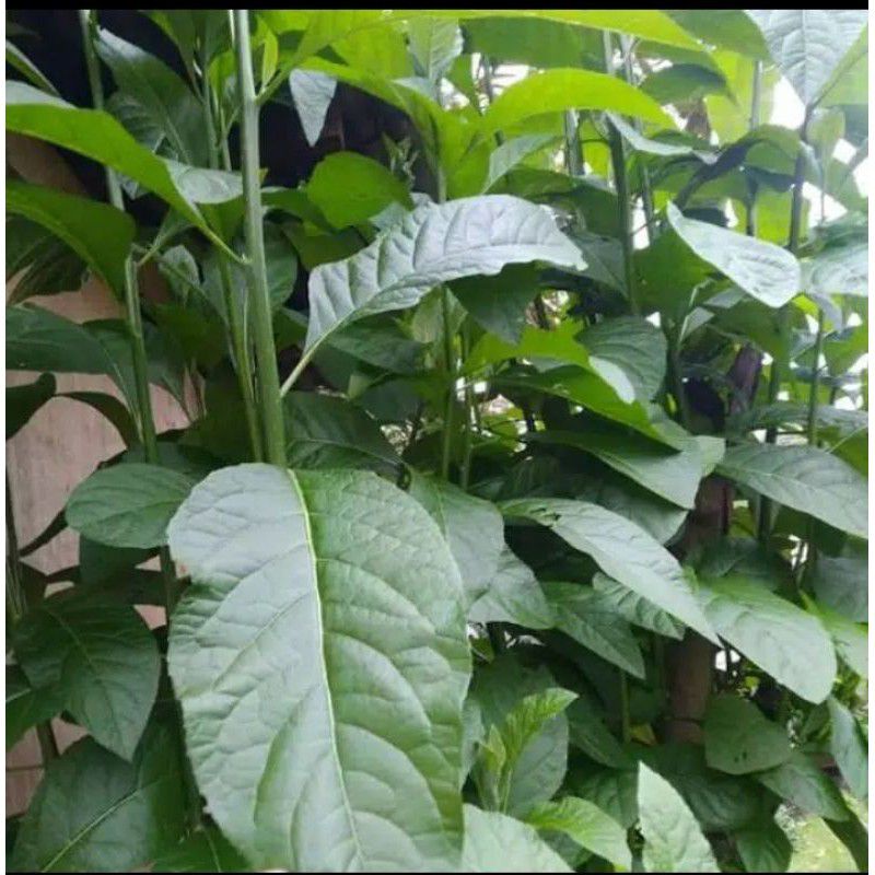 

Daun sambung nyawa herbal