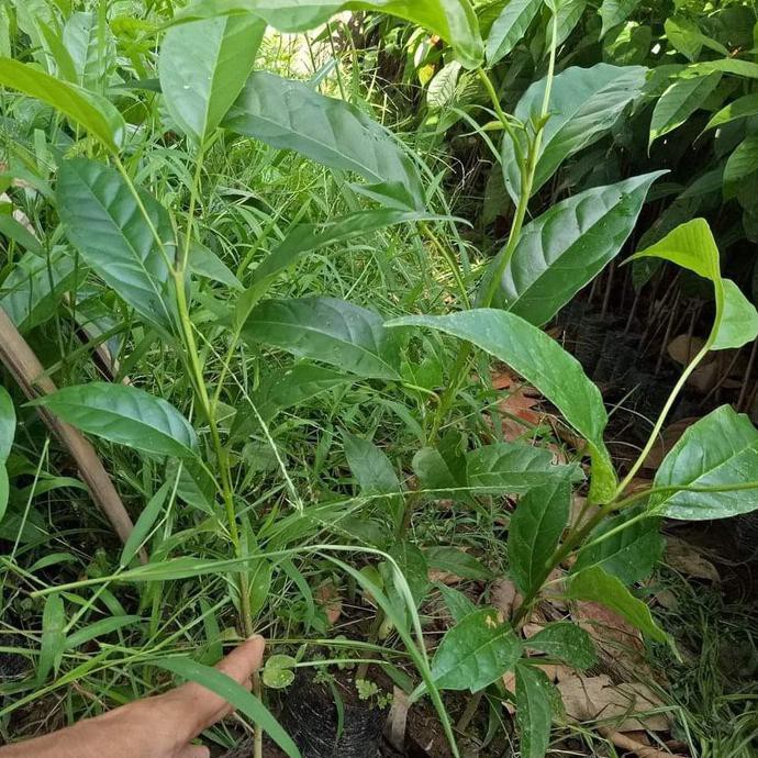 Bibit Tanaman Bunga Sakura Tabebuya Ungu $_$