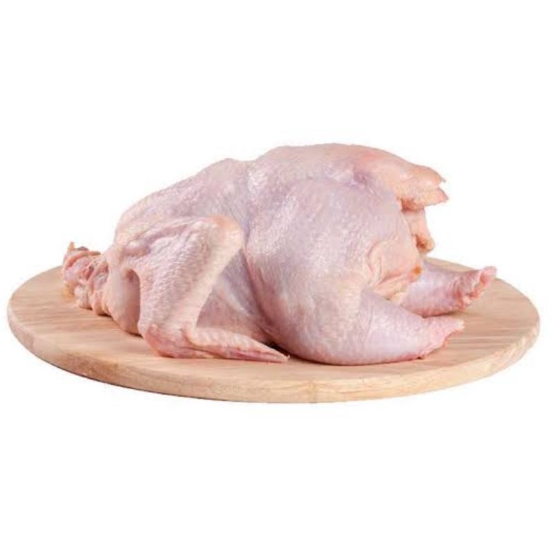 

Ayam Potong Segar Ukuran kecil / 1 ekor