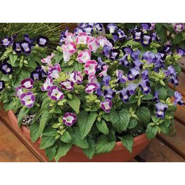 

Discount Biji Benih Bunga Mix Torenia Dijamin Ori