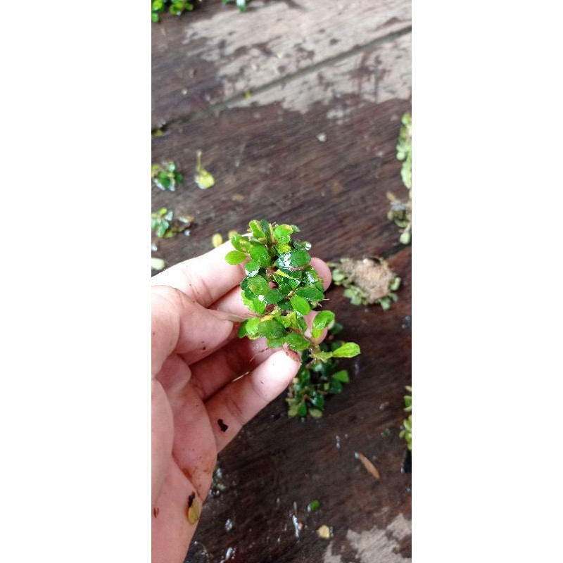 Buce Mix sp mini x Medium