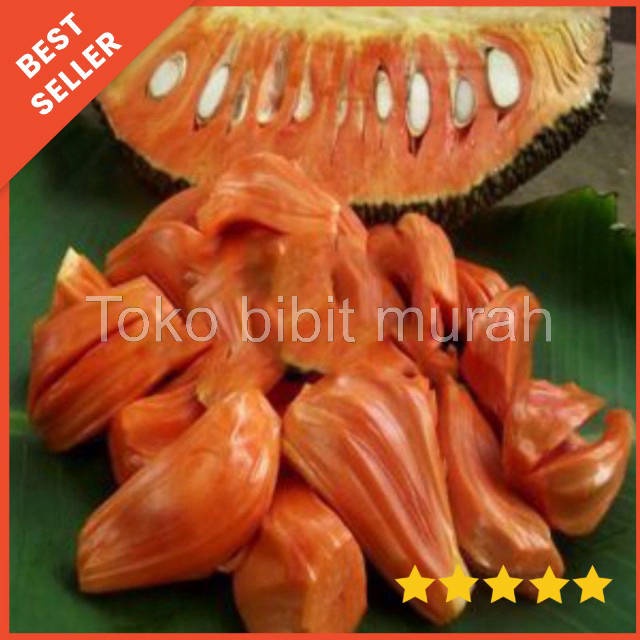 bibit nangka merah/nangka merah/bibit tanaman nangka merah