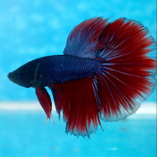 Ikan cupang halfmoon  jantan ukuaran L