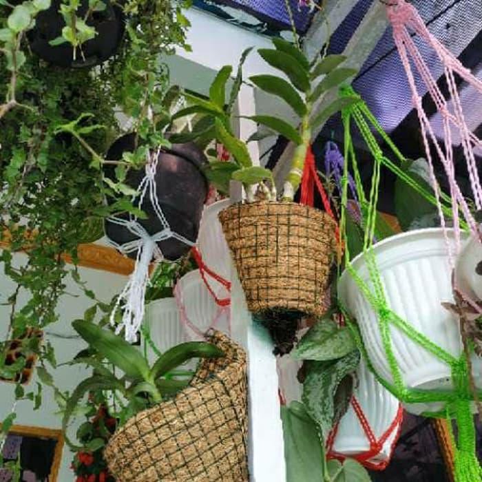 Pot keong serabut kelapa anggrek dendrobium cathlleya bulan UMKM KEBUMEN SIDOMORO AREN