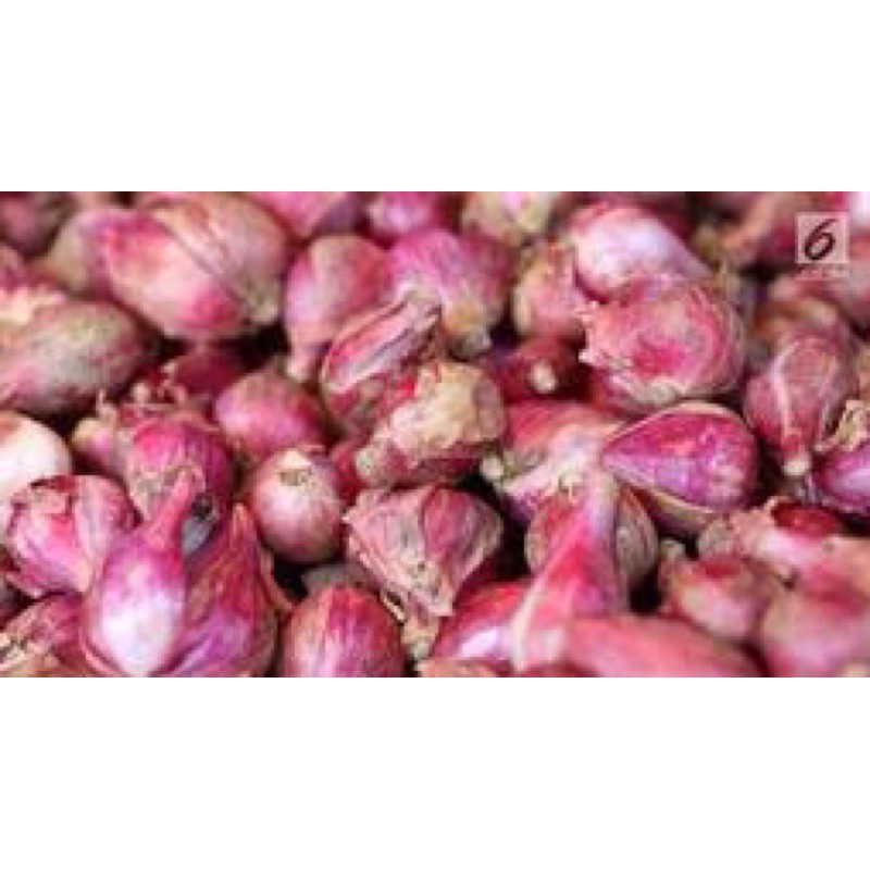 

Bawang Merah Probolinggo Harga Reseller