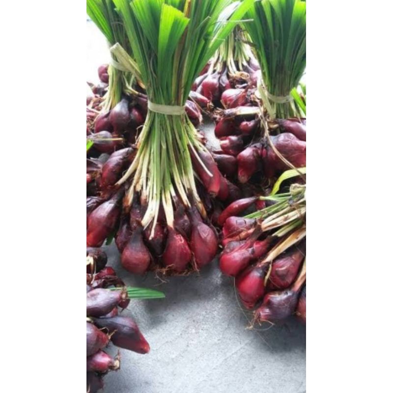 

Bawang Dayak