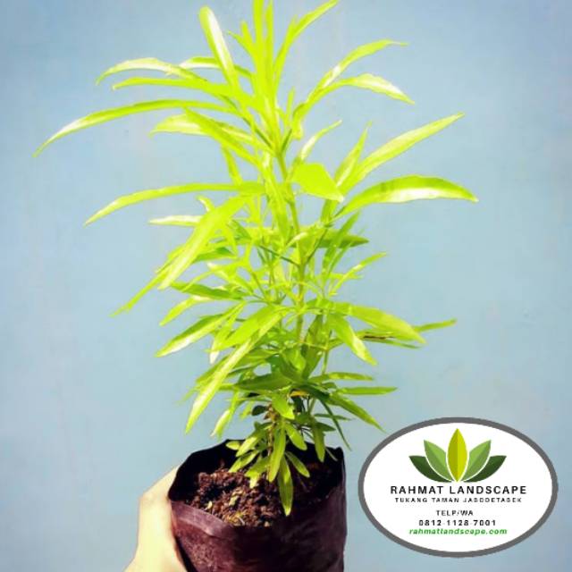 Pohon zodia / tanaman pengusir nyamuk / tanaman zodia / tanaman anti nyamuk / tanaman hias zodia