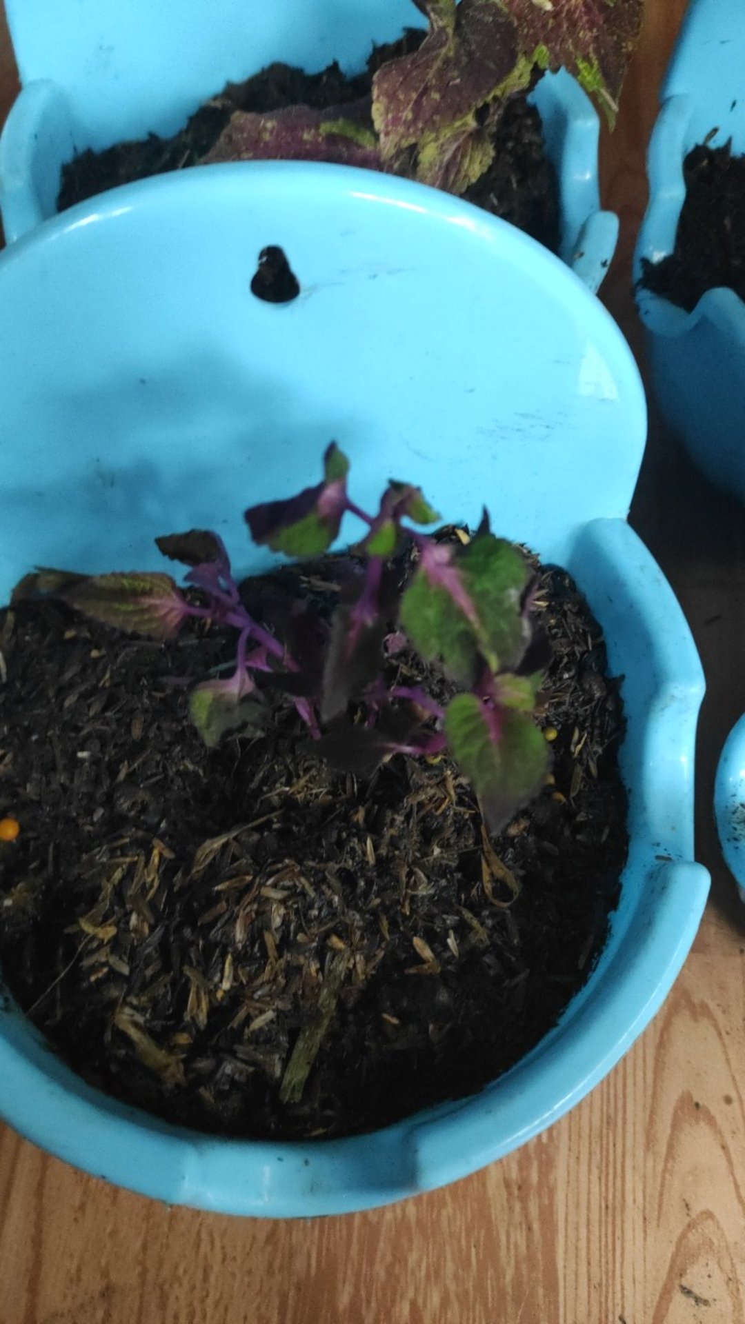 Bunga Tanaman Hias Miana Dark Red