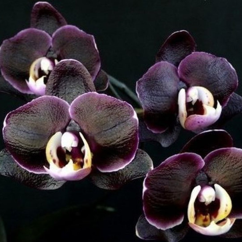 Tanaman Anggrek Bulan Dewasa Jumbo Taiwan Siap Berbunga Premium