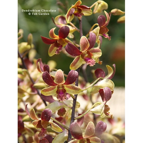 dendrobium tommy besar
