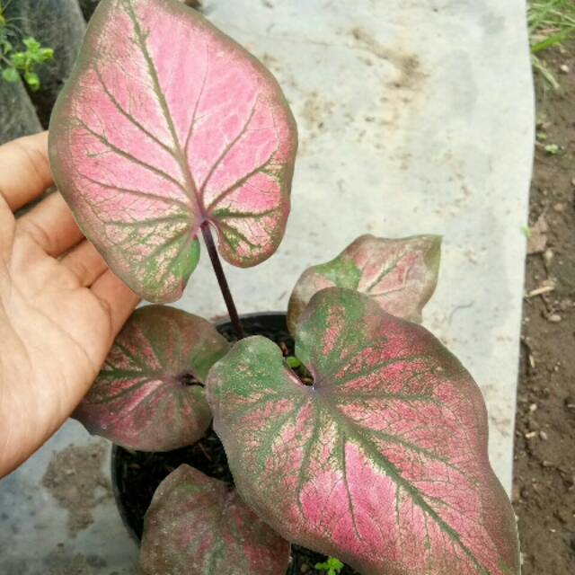 Bibit Keladi Hias Thailand Caladium Silky Remaja Shopee Indonesia