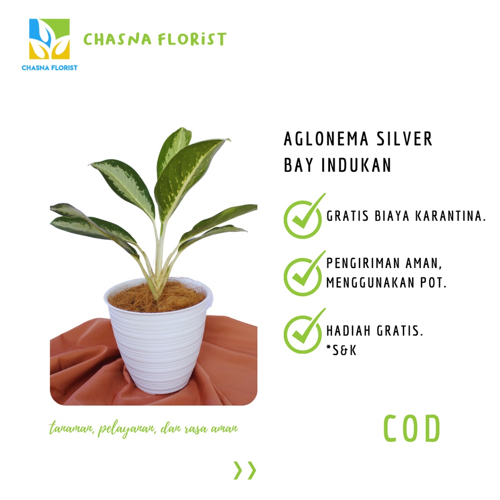 Aglonema Silverbay Indukan