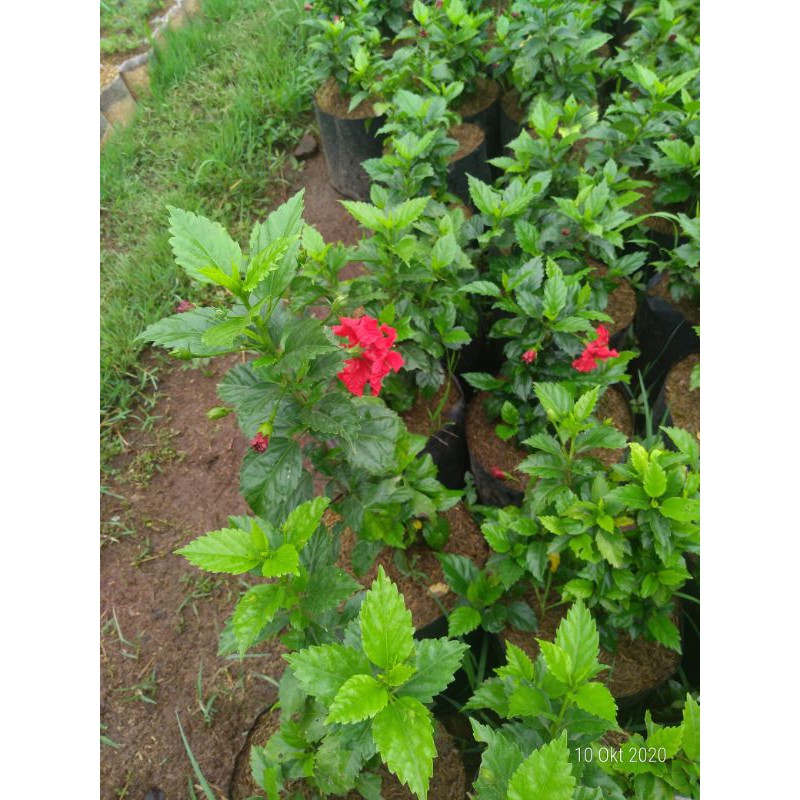 kembang sepatu merah tumpuk