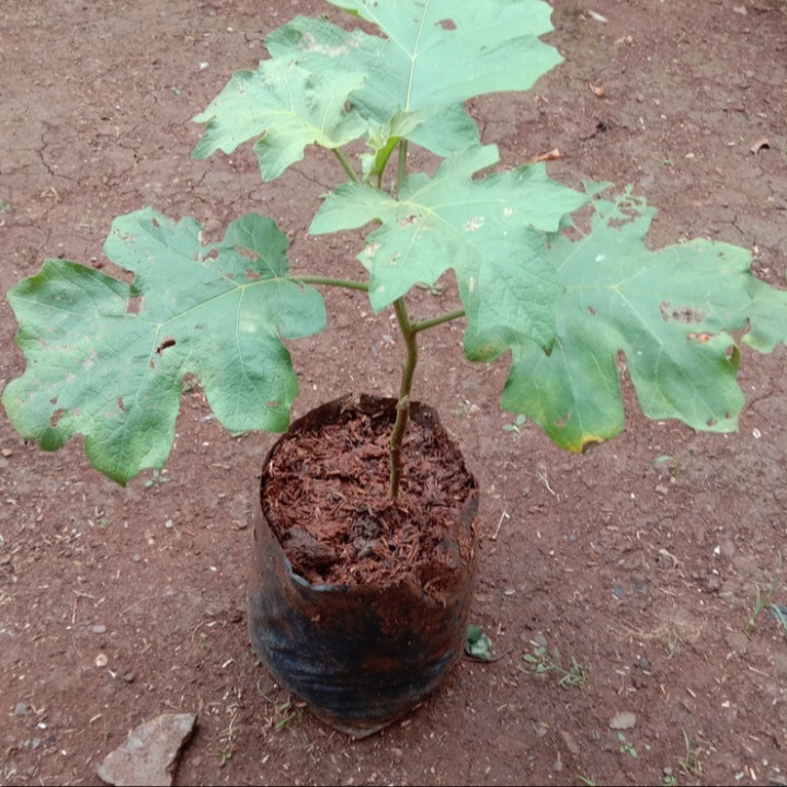 bibit tanaman buah takokak buah cepokak benih takokak stek takokak