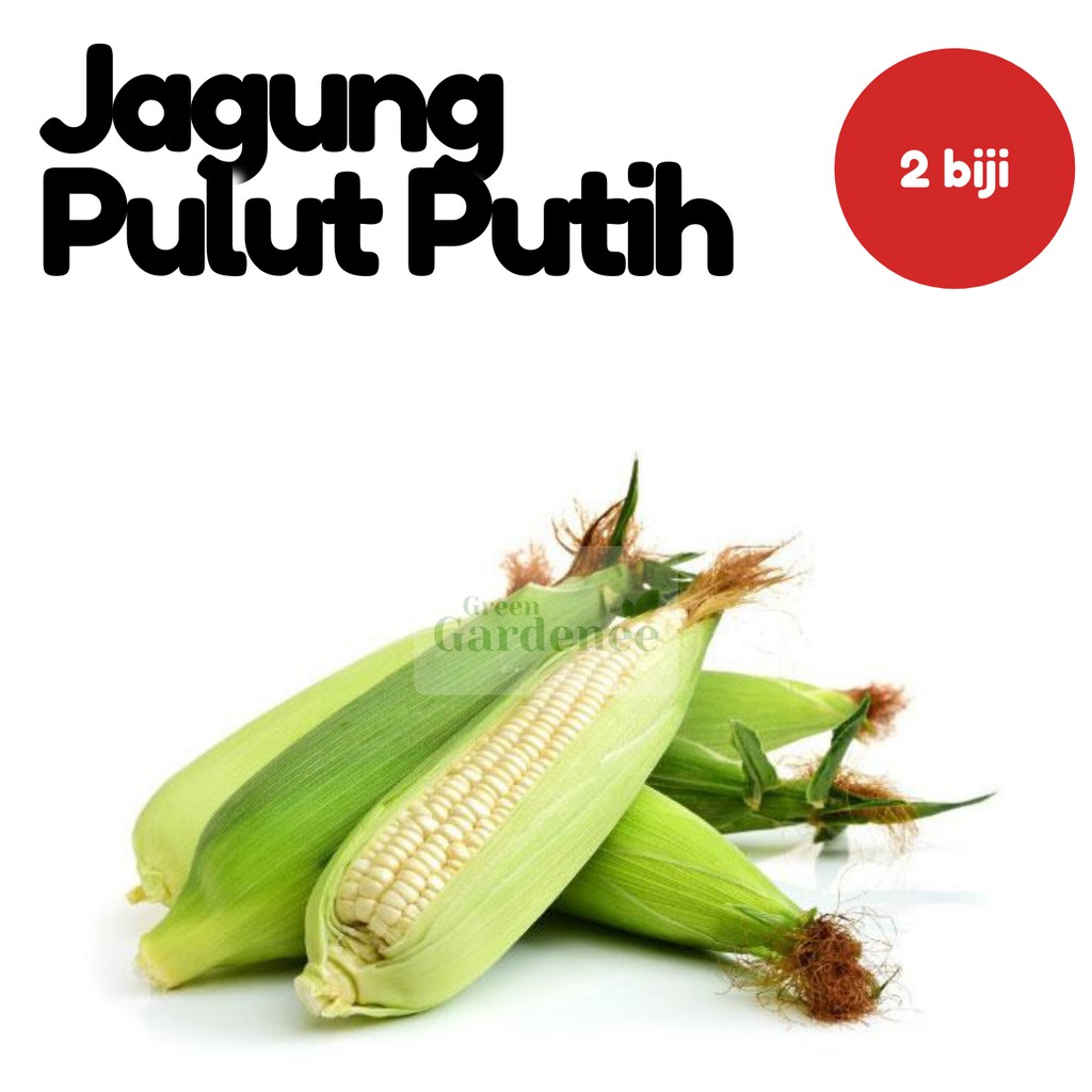Harga Jagung Pulut Terbaik Mei 2021 Indonesia
