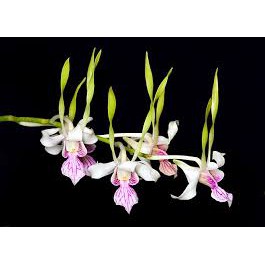 Dendrobium stratiotes