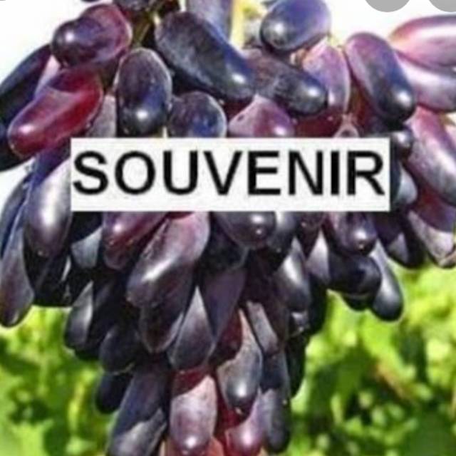 

Anggur import ibu ratih