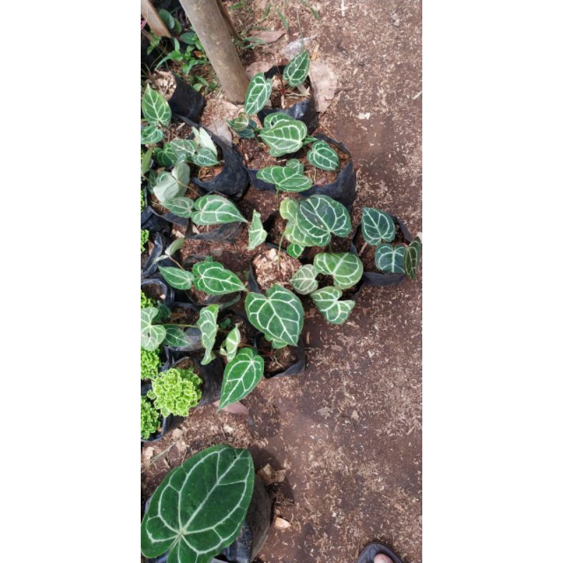 tanaman hias kuping gajah/kuping gajah mini