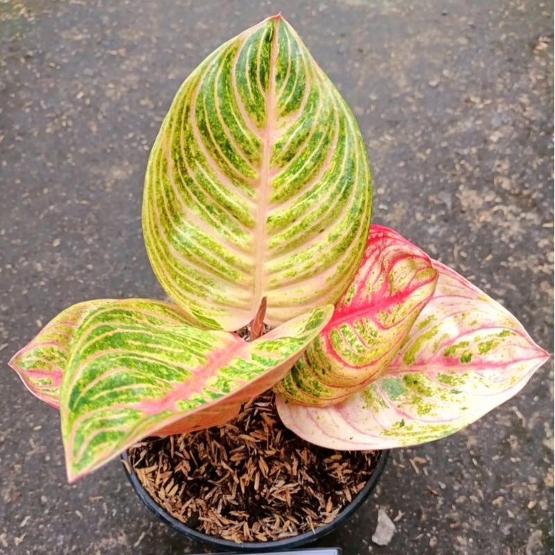 Aglonema marsha anjani (Tanaman hias aglaonema marsha anjani) - tanaman hias hidup - bunga hidup - b